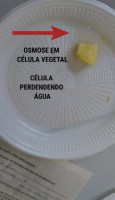 /album/aula-patica-sobre-osmose-2%c2%ba-anos/a2-jpg1/