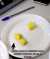 /album/aula-patica-sobre-osmose-2%c2%ba-anos/a4-jpg1/