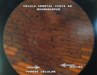 /album/aula-patica-sobre-osmose-2%c2%ba-anos/a5-jpg1/