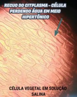 /album/aula-patica-sobre-osmose-2%c2%ba-anos/a7-jpg1/