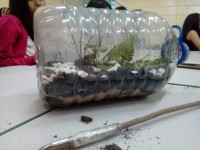 /album/experimento%3a-terrario-como-mini-ecossistema-investigando-e-experimentando-1%c2%ba-anos/img-20190327-wa0004-jpg1/
