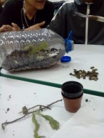 /album/experimento%3a-terrario-como-mini-ecossistema-investigando-e-experimentando-1%c2%ba-anos/img-20190327-wa0009-jpg1/