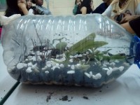 /album/experimento%3a-terrario-como-mini-ecossistema-investigando-e-experimentando-1%c2%ba-anos/terrario-jpg/